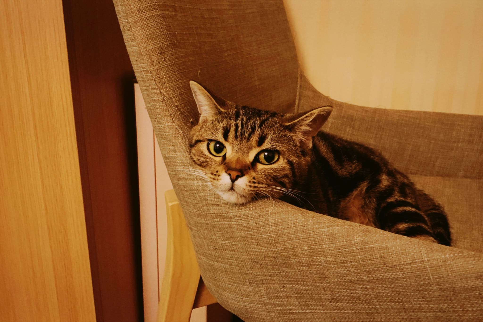 Shot with NOMO 135 T3.